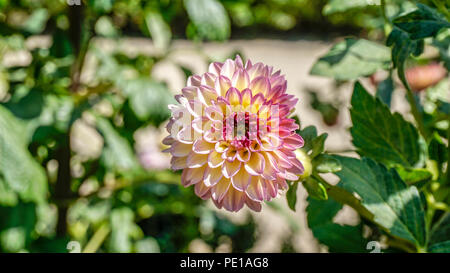 Dahlie Seniors Hoffen closeup 1. Stockfoto