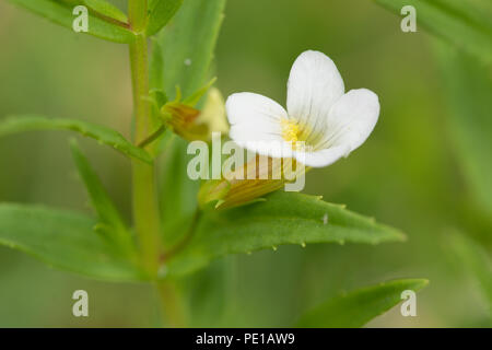 Hedge Ysop, Wasser Schneeflocke, Gratiola officinalis, Juli Stockfoto