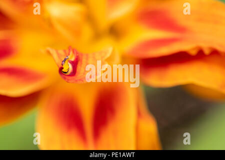 Tiger Lily Blütenblätter Stockfoto