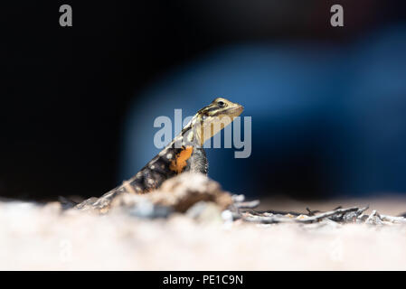 Close up Portrait von namibischen Rock agama Echse auf dem Boden suchen Stockfoto