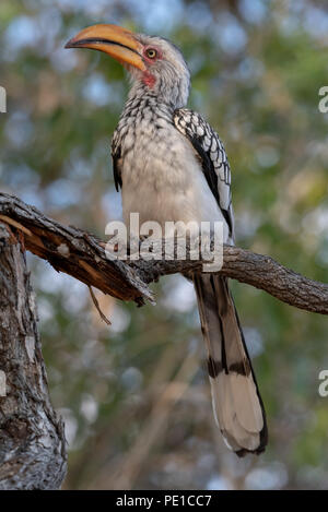 Portrait von Yellow billed Hornbill sitzen auf Ast mit Blätter im Hintergrund Stockfoto