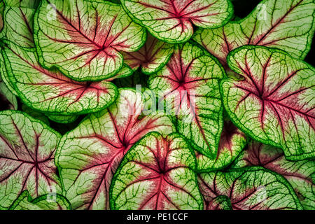 Nahaufnahme von Caladium verlässt. Oregon Stockfoto