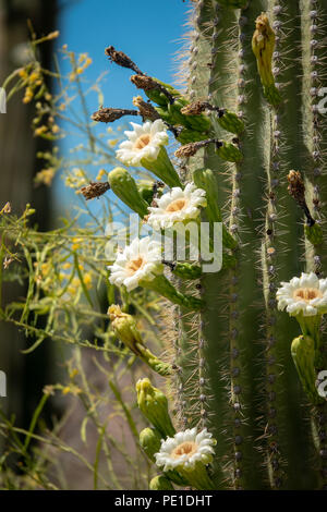 Saguaro Kaktus Blüten mit weißen Blumen und Obst Stockfoto