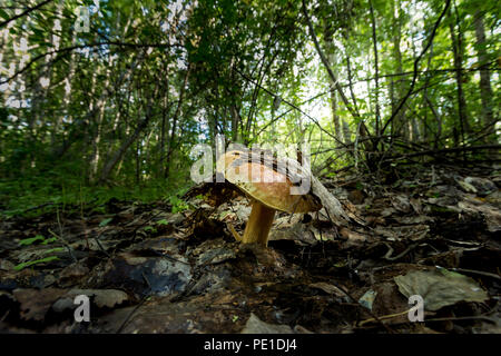 Lonely wachsende Pilz in dichtem Gras vor dem Hintergrund Laub des letzten Jahres und trockenen Zweigen Stockfoto