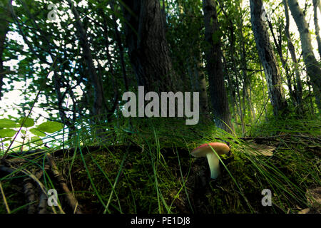 Lonely wachsende Pilz in dichtem Gras vor dem Hintergrund Laub des letzten Jahres und trockenen Zweigen Stockfoto