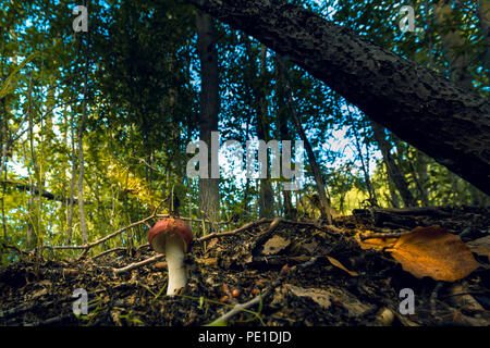 Lonely wachsende Pilz in dichtem Gras vor dem Hintergrund Laub des letzten Jahres und trockenen Zweigen Stockfoto