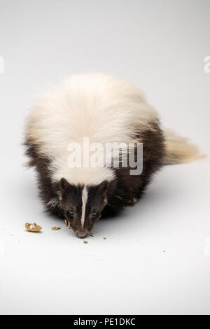 Striped Skunk - Mephitis mephitis vor einem weißen Hintergrund Stockfoto