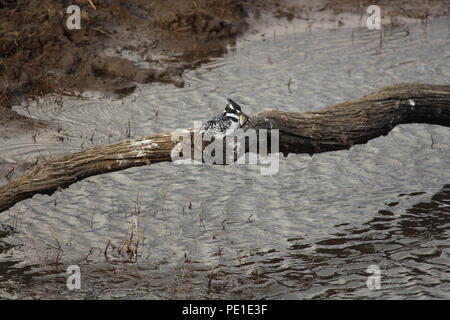 Pied Kingfisher mit Fisch im Schnabel, Pilanesberg Stockfoto