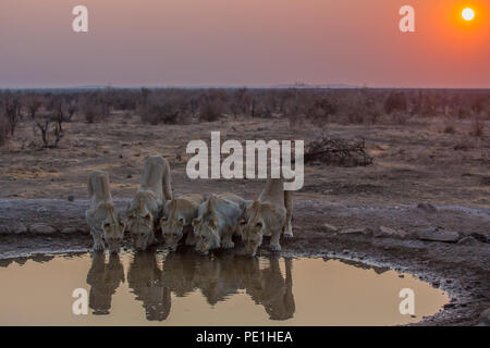 Lion schlürfen - Madikwe, späten Herbst Stockfoto