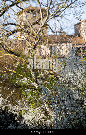 Helles Sonnenlicht leuchtende weiße Blüte und grüne Triebe, die auf einem Baum in der Gemeinde Varen, Tarn-et-Garonne, Royal, Frankreich im Frühjahr Stockfoto