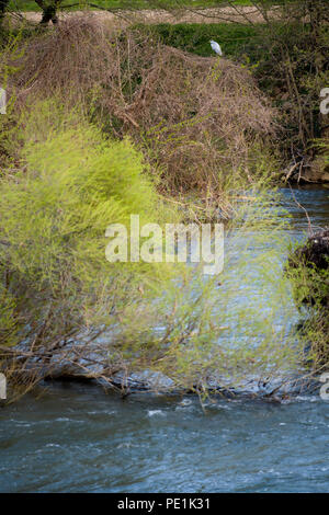 Heron saß auf dem Ast eines Baumes durch das Wehr Der Fluss Aveyron in der Gemeinde Varen, Tarn-et-Garonne, Royal, Frankreich, am Abend Stockfoto