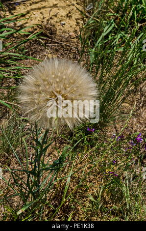 Getrocknete Samen der Mariendistel oder Silybum marianum Blume am Stiel, Heilpflanzen in der Wiese, Wohnviertel Marchaevo, Sofia, Vitosha mounta Stockfoto