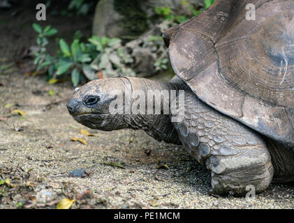 Riesenschildkröte Aldabrachelys gigantea details Nahaufnahme des Kopfes Stockfoto