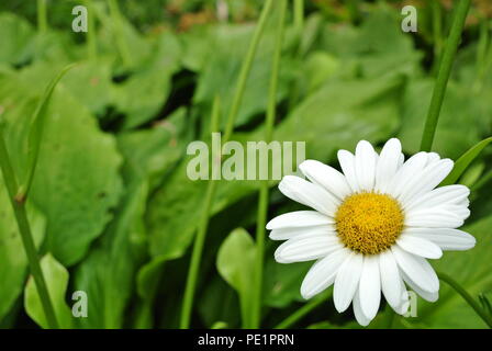 Eine Nahaufnahme eines wilden Daisy in der rechten unteren Ecke, auf grünem Hintergrund. Stockfoto