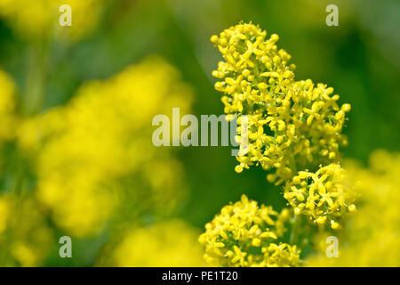 Lady's Bedstraw (galium Verum), in der Nähe von einer einzigen Pflanze von vielen. Stockfoto