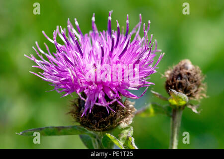 Mehr oder weniger Gemeinsamen Flockenblume (centaurea nigra), gelegentlich Hardheads, Nahaufnahme, wie eine einzelne Blume mit einer ungeöffneten flowerbud. Stockfoto