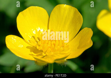 Gemeinsame oder Wiese Hahnenfuß (Ranunculus acris), in der Nähe von einer einzigen Blume. Stockfoto