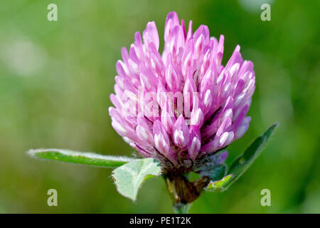 Rotklee (Trifolium pratense), in der Nähe eines einsamen Blume Kopf. Stockfoto