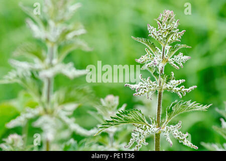 Brennnessel (Urtica dioica), auch bekannt als Brennnessel, Nahaufnahme, wie eine einzelne Pflanze in Blüte. Stockfoto