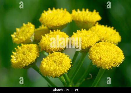 Rainfarn (tanacetum vulgare), in der Nähe einer Gruppe von Blüten. Stockfoto