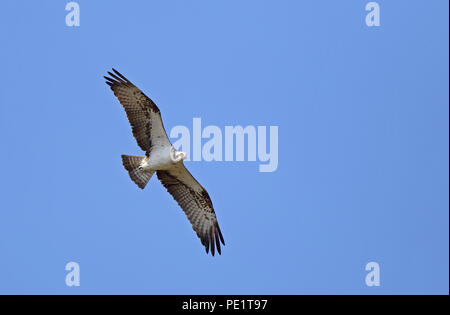 Fischadler, Pandion haliaetus, fliegen darüber Stockfoto