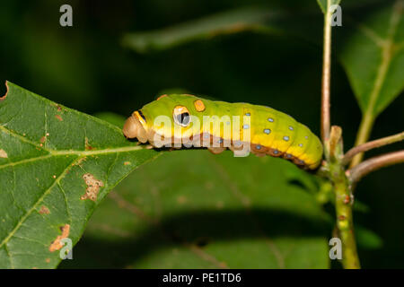 Spicebush swallowtail Caterpillar - Papilio troilus Stockfoto