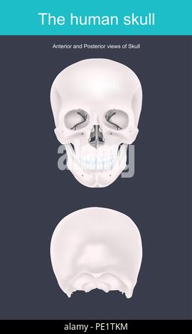 Der menschliche Schädel ist die knöcherne Struktur, die Formen der Kopf im menschlichen Skelett. Es unterstützt die Strukturen des Gesichtes und bildet einen Hohlraum für die Bh Stock Vektor