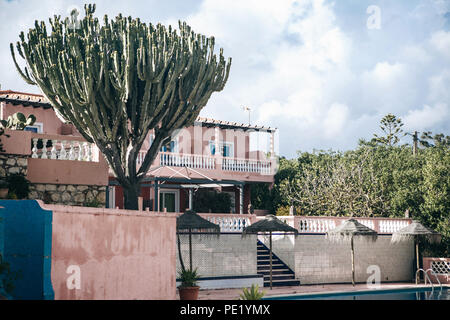 Ein riesiger Kaktus mit einer Größe mit einem Baum. Exotische und stachelige Pflanze. Stockfoto