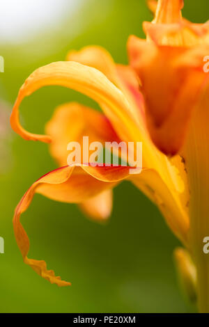 Tiger Lily Blütenblätter Stockfoto