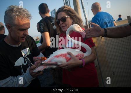 Malaga, Spanien. 11 Aug, 2018. Ein freiwilliger ist gesehen Tagging eine rosa Flamingo. Kontrolle, Bewertung und Identifizierung von Flamingo Küken für ihre Erhaltung in Fuente de Piedra See in Malaga. Diese Lagune ist ein Naturpark Nährboden für Flamingos. In diesem Jahr 600 flamingo Küken mit der Unterstützung von mehr als 500 freiwilligen gekennzeichnet waren. Credit: Jesus Merida/SOPA Images/ZUMA Draht/Alamy leben Nachrichten Stockfoto