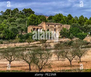 Mallorca, Spanien. 18 Okt, 2004. Ein Obstgarten mit jungen Olivenbäumen in einem Bauernhaus in der Landschaft auf der spanischen Insel Mallorca (Mallorca) auf den Balearen im westlichen Mittelmeer, ein beliebter Ort für Urlauber und Reisende zu besuchen. Credit: Arnold Drapkin/ZUMA Draht/Alamy leben Nachrichten Stockfoto