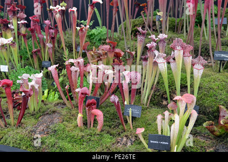 Shropshire, Großbritannien. 10. August 2018. Shrewsbury Flower Show 2018 Carniverous pflanzen Credit: Susie Kearley/Alamy leben Nachrichten Stockfoto