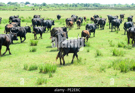Kreuzfahrt Touristen ein Pferd und Stier Bauernhof mit jungen Pferden besuchen, Arbeitnehmer posing und Reiter Rundung auf die Stiere in der Region Camargue in Frankreich, 2018 Stockfoto