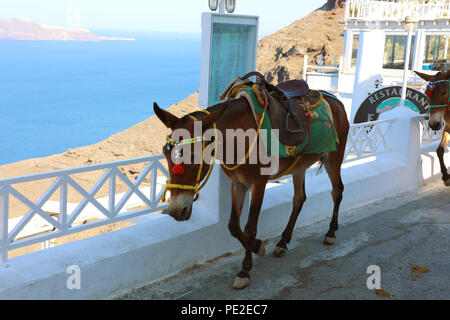 SANTORINI, Griechenland - 19 JULI 2018: maultiere klettern Straße in Santorini. Diese Tiere mit Esel sind als Transport Besucher aus der verwendet Stockfoto