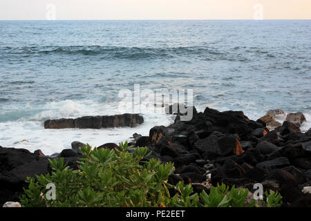 Kleine Wellen auf schwarzem Vulkangestein Shoreline, mit einem rhodedendron Bush im Vordergrund, im Bezirk von Kona Hawaii, USA Stockfoto