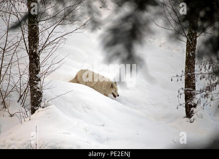 Arctic Wolf (Canis lupus arctos) im Schnee Stockfoto