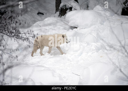 Arctic Wolf im Schnee (Canis lupus arctos) Stockfoto