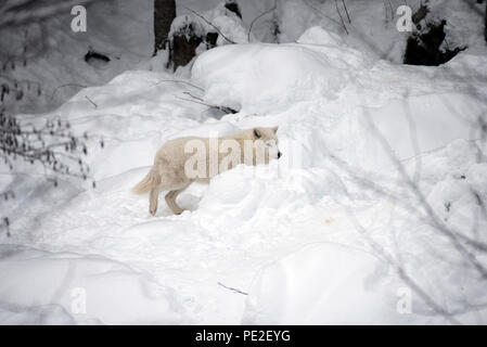 Arctic Wolf im Schnee (Canis lupus arctos) Stockfoto