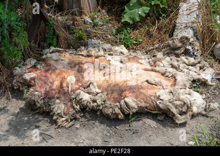 Schafe Haut trocknet auf dem Boden hinter den Hinterhof eines Bauernhauses Stockfoto