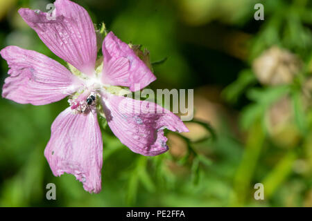 Der Sonnenbeschienenen cranesbill Blüte mit einer Ameise in der Mitte. Stockfoto