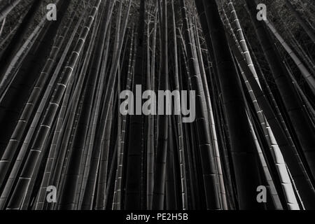 Dunkles Foto von der beleuchteten Arashiyama Bamboo Grove bei Nacht Stockfoto