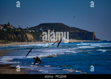 Braune Pelikane im Flug und thront auf den Pazifischen Ozean am Strand in Malibu, Kalifornien Stockfoto