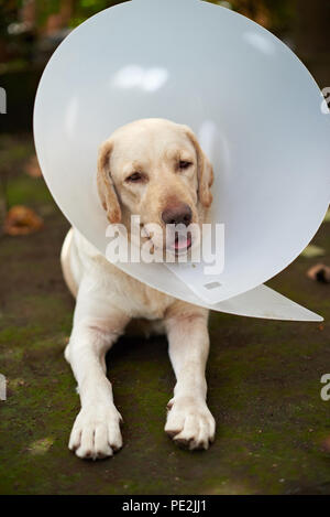 Süße Labrador Hund mit Konus kragen Festlegung auf dem Boden Stockfoto