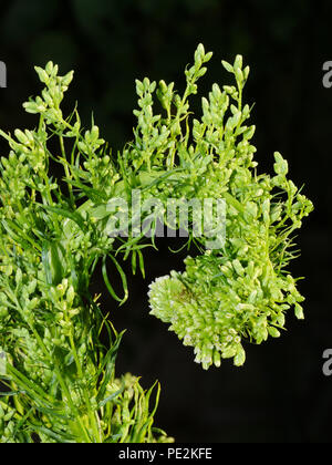 Fasciation auf kanadisches Berufskraut Conyza canadensis, Stockfoto