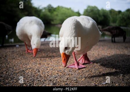 Einige Tiere in Engalnd Stockfoto