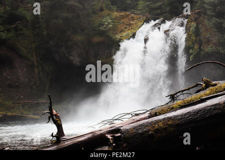 Bügeleisen Creek Falls bei Gifford Pinchot National Forest, Washington Stockfoto