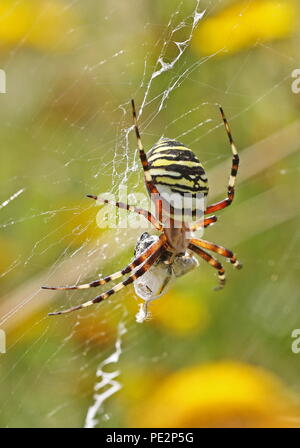 Wasp Spider (Argiope Bruennichi) erwachsenen Weibchen auf Web mit eingepackt Beute Eccles-on-Sea, Norfolk, UK August Stockfoto
