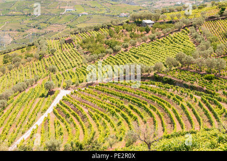 Muster in abgestuften Bereich Terrassen, Sommer, Alto Douro Port Wine Region, Portugal Stockfoto