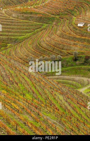 Muster in abgestuften Bereich Terrassen, im Herbst nach der Weinlese, Alto Douro Port Wine Region, Portugal Stockfoto