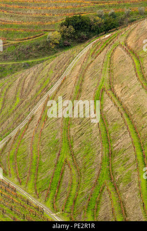 Muster in abgestuften Bereich Terrassen, im Herbst nach der Weinlese, Alto Douro Port Wine Region, Portugal Stockfoto